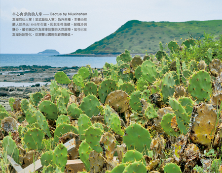 臺灣離島明信片／澎湖仙人掌／任選買10送1